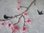ASIA Set Kirschblüte Stickdatei Vogelkäfig Kirschen Blüten