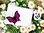 Stickdateien Schmetterlinge Giga Set Butterfly Butterflies embroidery